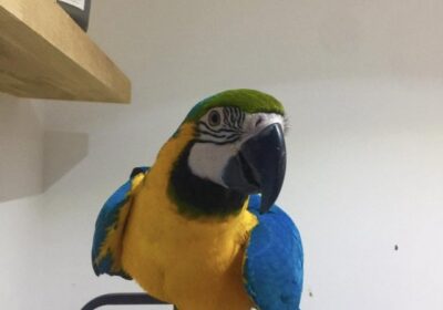 Blue-and-Gold-Macaw-Parrots-2