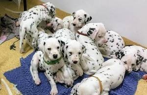 Dalmatian-puppies