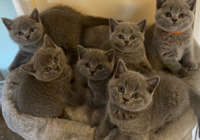 blue-british-shorthair-kittens-champion-for-sale-ready-1446601