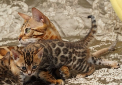 bengal-cats-for-sale-absolutely-stunning-kittens-grand-champion-line-parkstone-poole-image-2