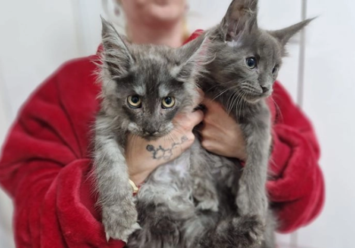 maine-coon-cats-for-sale-blue-silver-smoke-mainecoon-last-girl-darnall-sheffield-image-13